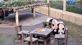 Giant Pandas Have Dinner at Chongqing Zoo in China