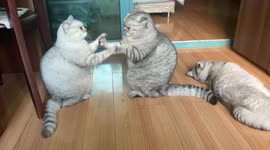 Cats' Hilarious Fight Captured in Chongqing, China