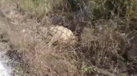 Endangered sulcata tortoise found wandering next to road in Thailand