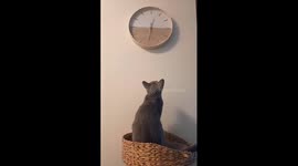 Cat is waiting to give birth to meet her kittens. Can't wait any longer.