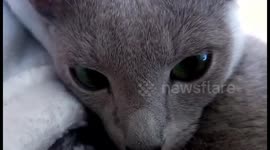 My cat's beautiful green eyes. Unreal beauty. The ocean in her eyes.