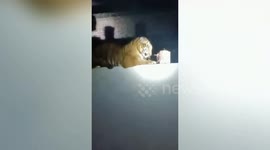Fear grips villagers after tiger enters village in northern India