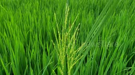 Own quality branded rice will be produced in Kuala Pilah District, Malaysia