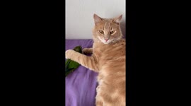 Cat is Protective of Bird Brother
