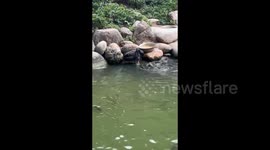 A Swan “Feeding” Fish in Xincheng, China