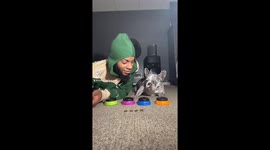 Cremes the French Bulldog Answers the Tough Questions