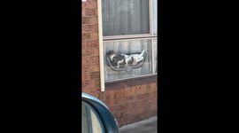 Car Horn Disturbs Cat's Nap