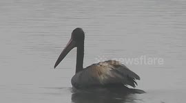 In a rare sight of a few white pelican birds whose color changed into black due to oil spill from a petroleum company, spread over coastal areas aftermath of a cyclone michaung in south india