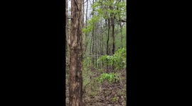Massive Male Tiger in the Woods Calls for Mate