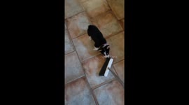 Corgi Chases After Broom