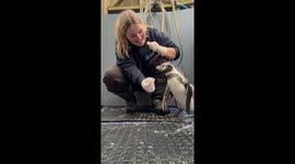 Woman and her penguin bestie wholeheartedly love spending time with each other