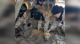 Rescuers save Golden Retriever buried under rubble for more than 30 hours