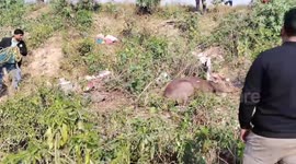 Deer rescued after it enters residential area in northern India