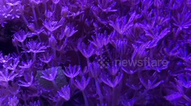 Marine Aquarium coral pulsing asmr relaxing. calming, dreamworld