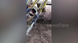 Puppy bares teeth while swaying in old hammock