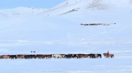Mongolia's number of livestock down by over 9 pct in 2023