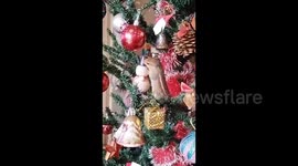 Family adopts two-week-old squirrel during Christmastime in Goa