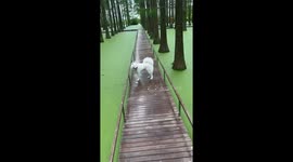 Samoyed dog jumps into pond he mistakes for grassland