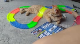 Kitty Becomes Obstacle on Toy Car Track