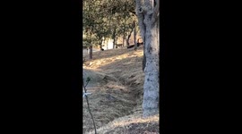 Playful Deer Chase Wild Turkey