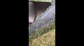 Bright green bugs swarm on tractor’s trailer at Thai rice farm