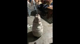 Adorable pet French Bulldog shakes body to lute string music
