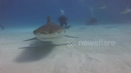 Tiger Shark Bites Camera