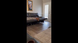 Drool Dangles From Sleeping Hound's Mouth