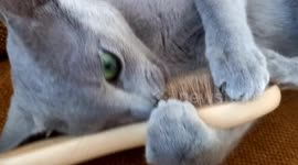 Cat wants to been groomed. Beautiful green eyes. Adorable sweet pet.