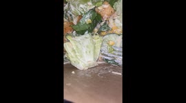 Stinkbug Found in Grocery Store Salad