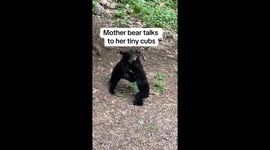 Mama Bear Talks to Her Tiny Cubs