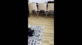 Cat Shares Her New Toys