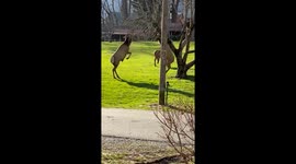 Elk Duke It Out in Neighborhood