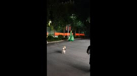 Woman dressed in Christmas tree costume freezes in stance as dog barks at her in China
