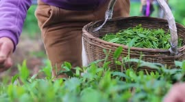 Tea cultivation helps boost rural revitalization in town of China's Shanxi
