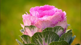 Wild Cabbage Grow in a Park in Yichang, China