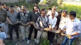 Scary! Massive python captured from village in central India