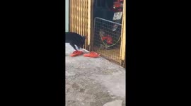 The cat prevented the dog from entering the house to find his friend