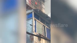 Moment man saves kitten's life - when it plunges from building