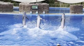 Gran Canaria, dolphin show