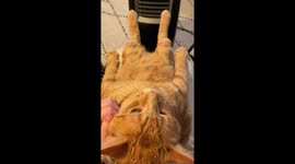 Cat Warms Toes And Lounges On Human