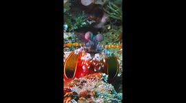 Peeping Peacock Mantis Shrimp