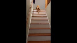 Corgi Hops Down Stairs