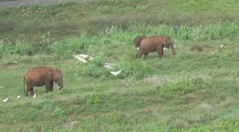 The baby elephant was running and playing while chasing the cranes. The mother elephant hugged the baby elephant telling it not to run here and there.