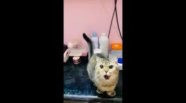 Cat Begs For a Snack