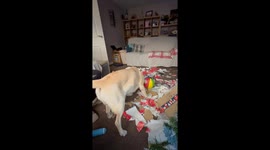 Funny Labrador opening his Xmas present and totally misses it as he having fun with the wrapping.