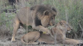 Mating Lions in Moremi Game Reserve, Botswana
