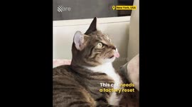 Cat's Tongue is Out of Control