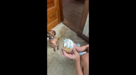 Dachshund Stands For Cupcake