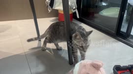 Kitten Bounces to the Rhythms of Knocking Nails in Changsha, China